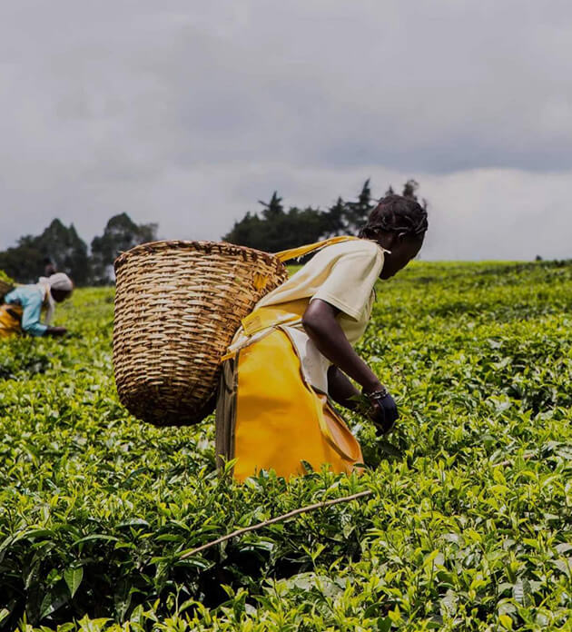 Our tea is sustainably sourced.